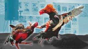 Cách Chơi Đá Gà Sabong Tại 69VN Đỉnh Cao Giải Trí
