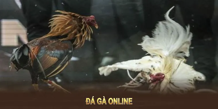 Cách Chơi Đá Gà WS168 Tại 69VN Hấp Dẫn Nhất 2025